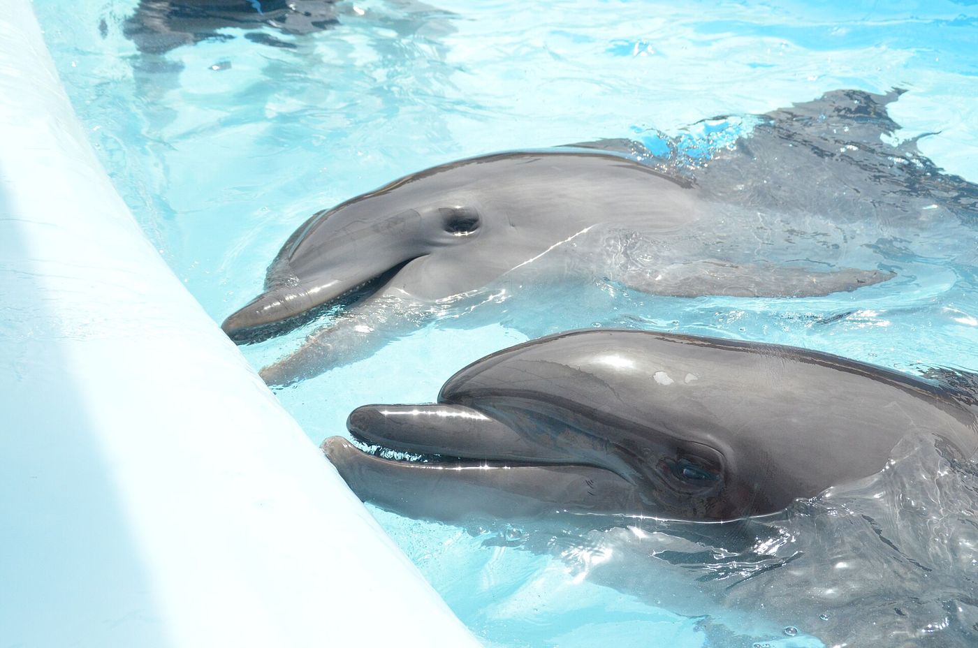 Dolphin Show & Swimming with Dolphins