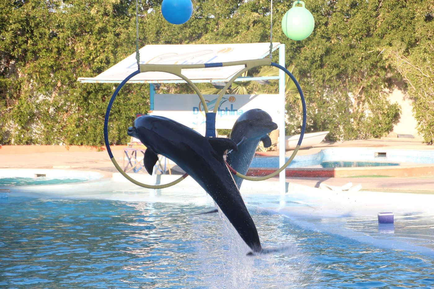 Dolphin Show & Swimming with Dolphins